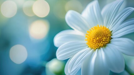 Close-up of a white daisy, focusing on the yellow center with soft background blur