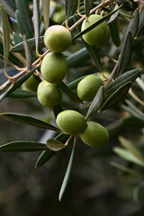Close-up view of olive branch with olives at sunset.