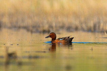 Cinnamon teal in lagoon environment, La Pampa Province, Patagonia, Argentina.