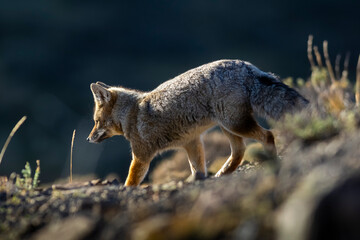 Obraz premium Patagonia Grey Fox, Pseudalopex griseus, Torres del Paine National Park, Chile