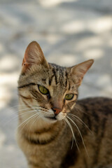 Cute street cat with green eyes portrait 