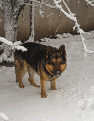 A cute German shepherd dog in the snow