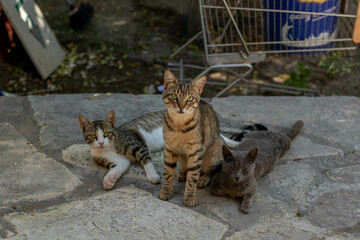 Street cats chilling