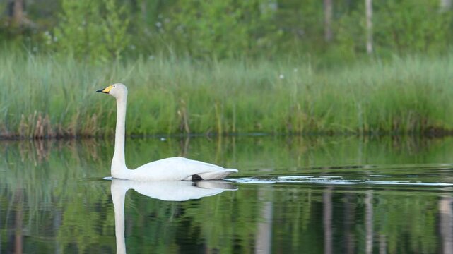 Whooper Swan, Cygnus cygnus, big white bird in the taiga lake in the summer forest, Kuhmo, Finland. Piar of swans in nature habitat. Euurope, wildlife nature. White birds in forest water.