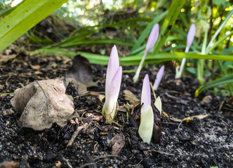 Bud Colchicum 