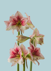 Amaryllis (Hippeastrum)  Galaxy Group  