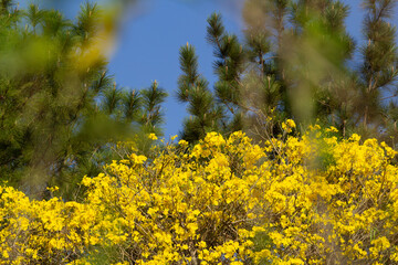 Obraz premium Topo de um ipe amarelo florido com um pinheiro e o ceu azul ao fundo.