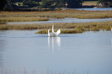 cygne qui se sèche les plumes 2