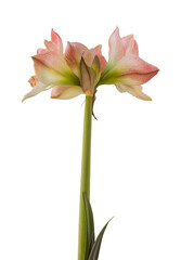 Bloom   hippeastrum (amaryllis)    