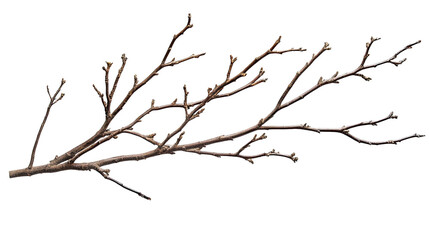 Obraz premium Silhouette of a tree with branches isolated on a white background, featuring a minimalist and abstract design