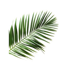 Obraz premium Single Palm Leaf Isolated on White Background