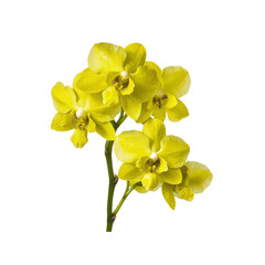 Naklejka premium Yellow Orchid Flower Isolated on White Background
