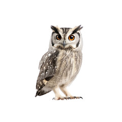 Obraz premium Striped Owl with Orange Eyes Looking at the Camera