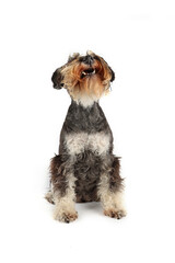 dog sitting in front who looking up with open mouth isolated on white