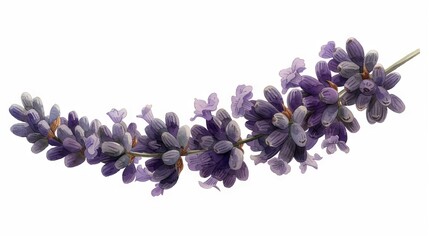 Lavender flower branch with blooming purple buds, isolated on white background, lavender floral art concept