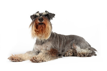 miniature schnauzer dog lying down isolated 