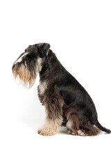 miniature schnauzer dog looking to the side isolated on white 