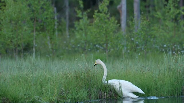 Whooper Swan, Cygnus cygnus, big white bird in the taiga lake in the summer forest, Kuhmo, Finland. Piar of swans in nature habitat. Euurope, wildlife nature. White birds in forest water.