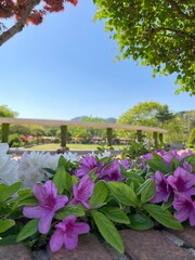 pink flowers river green beautiful 