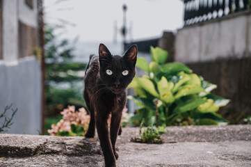 A black cat with green eyes 