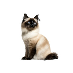 Beautiful Balinese Cat Sitting and Looking Up