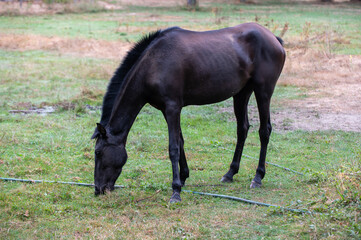 A horse in a field eating grass