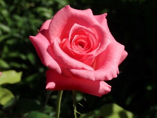 pink rose in garden southern france