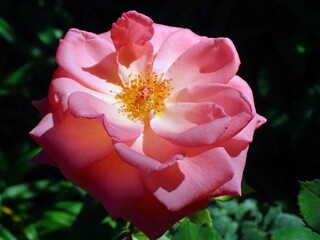 pink rose in garden southern france