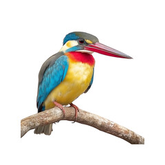 Fototapeta premium Stunning Blue-eared Kingfisher Perched on a Branch