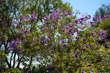 Obraz premium Beautiful Pleroma Urvilleanum Plant under a blue sky.