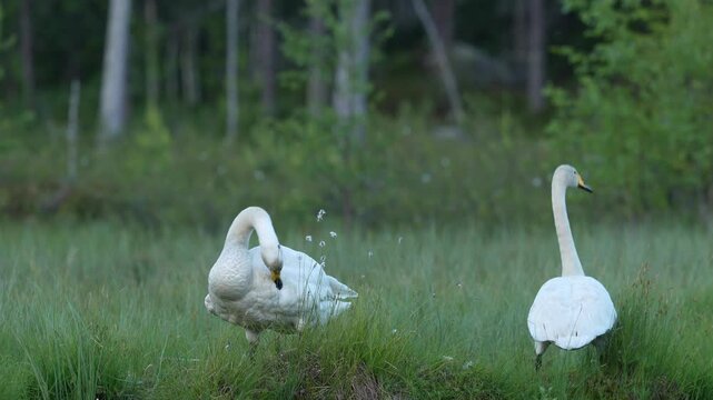 Whooper Swan, Cygnus cygnus, big white bird in the taiga lake in the summer forest, Kuhmo, Finland. Piar of swans in nature habitat. Euurope, wildlife nature. White birds in forest water.