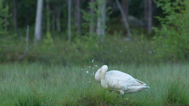 Whooper Swan, Cygnus cygnus, big white bird in the taiga lake in the summer forest, Kuhmo, Finland. Piar of swans in nature habitat. Euurope, wildlife nature. White birds in forest water.