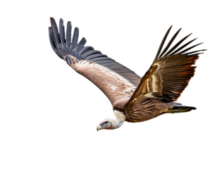 Large vulture flying through the air, on a transparent background.
