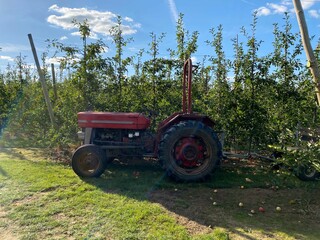 Apples being harvested from orchard in UK in the autumn with vintage tractor