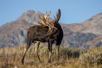 Bull Moose During the Rut in Autumn in Grand Teton National Park Wyoming