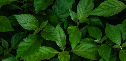 natural bright green leaves with beautiful pointed tips.