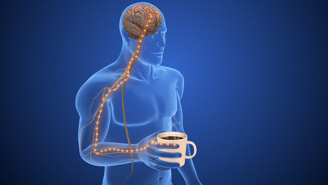 Peripheral sensory network for tactile perception