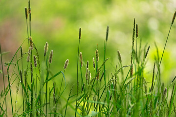 Wallpaper in gr&uuml;n mit einer pflanze und bokeh im hintergrung