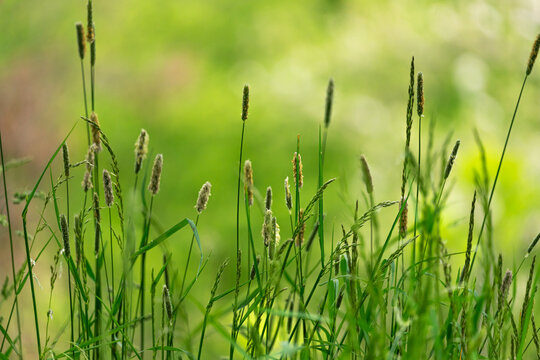 Wallpaper in gr&uuml;n mit einer pflanze und bokeh im hintergrung