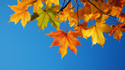 Obraz premium Colorful maple leaves hanging on branch against blue sky