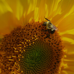 bee on flower