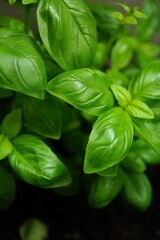 basil closeup on dark background, green background basil leaf texture, green basil leaves texture as a background