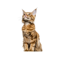 Obraz premium Curious Maine Coon kitten looking up