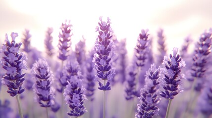 Obraz premium Beautiful Lavender Flowers in Soft Focus, Aromatic and Tranquil Purple Blooms