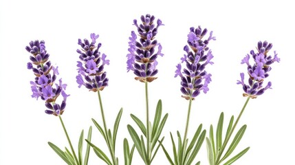 Fototapeta premium Beautiful Lavender Flowers in Soft Focus, Aromatic and Tranquil Purple Blooms