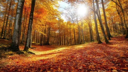Golden Autumn Forest