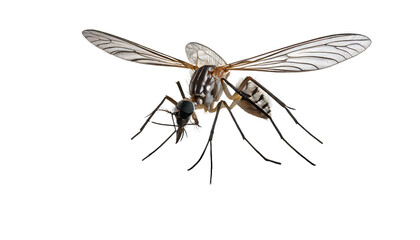 Obraz premium Mosquito Splash on a white isolated background. Generative AI.