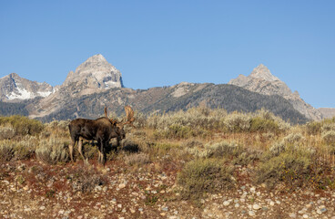 Bull Moose During the Rut in Autumn in Grand Teton National Park Wyoming