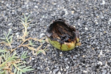 walnut shell on a country road