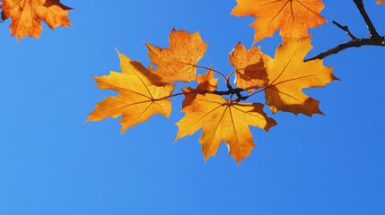 Autumn Maple Leaves Against Blue Sky